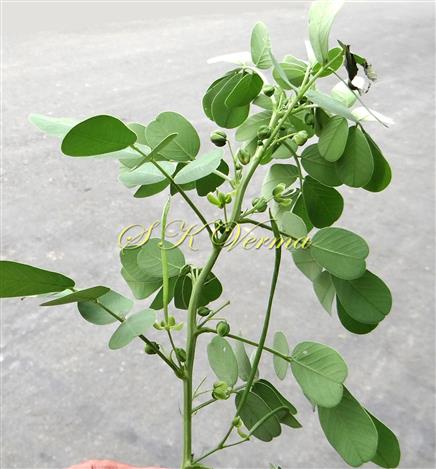 Plant
